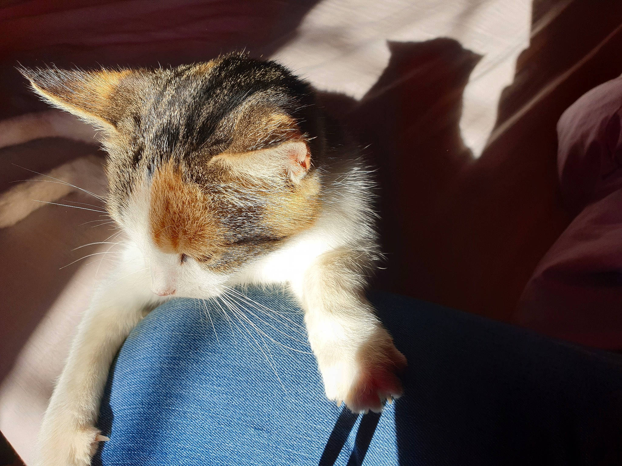 Cleopatre participe au concours pour gagner de l'argent avec cette photo : carnivore, cat, claw, comfort, denim, domestic_short_haired_cat, electric_blue, felidae, foot, fur, grass, human_leg, paw, small_to_medium_sized_cats, tail, whiskers, window