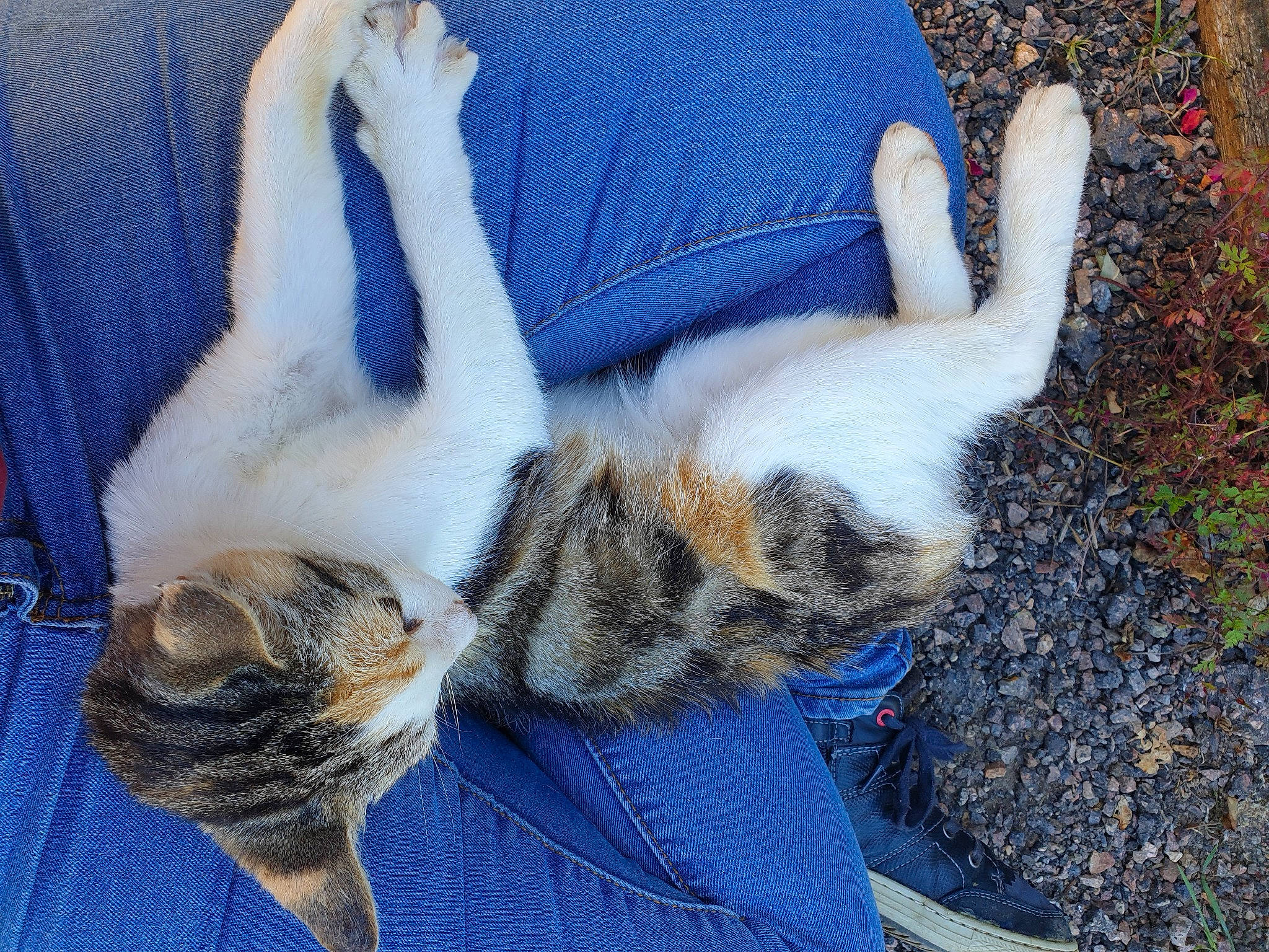 Cleopatre a rejoint le concours — aidez-le/la à gagner de superbes lots ! carnivore, cat, claw, comfort, domestic_short_haired_cat, electric_blue, fawn, felidae, foot, fur, grass, nap, paw, small_to_medium_sized_cats, snout, tail, terrestrial_animal, toe, whiskers, window