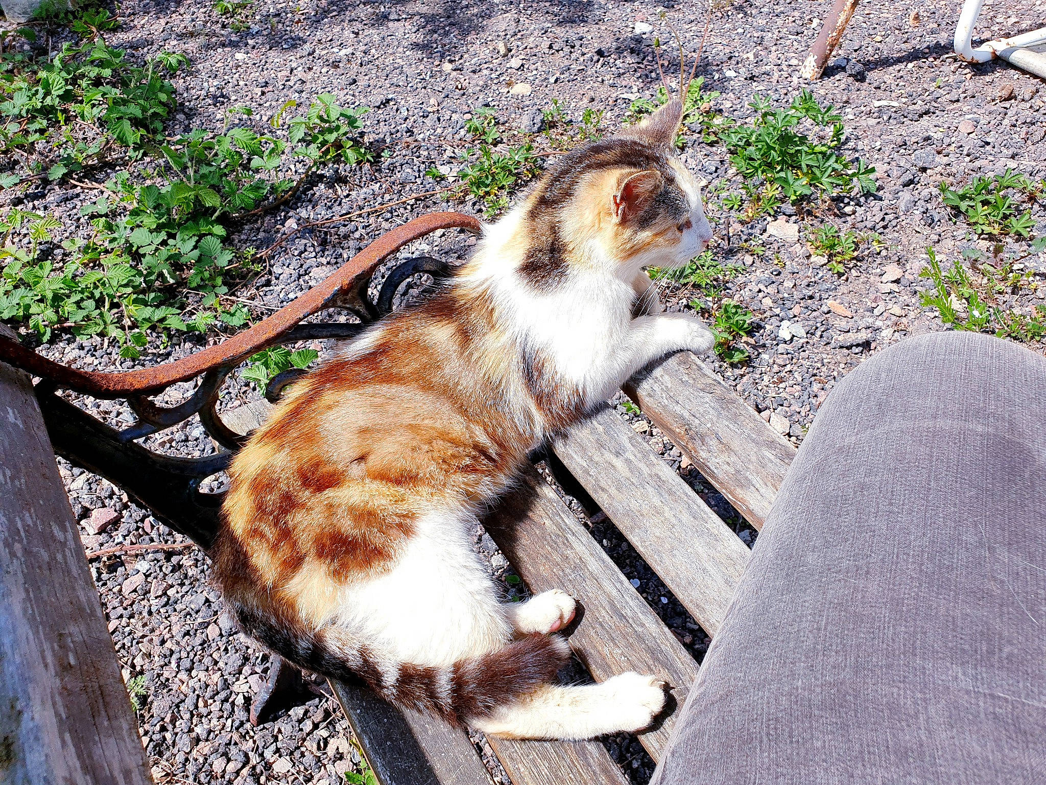 Cleopatre participe au concours pour gagner de l'argent avec cette photo : canidae, carnivore, cat, dog_breed, domestic_short_haired_cat, fawn, felidae, fur, grass, paw, plant, road_surface, shadow, sitting, small_to_medium_sized_cats, snout, tail, terrestrial_animal, whiskers, wood
