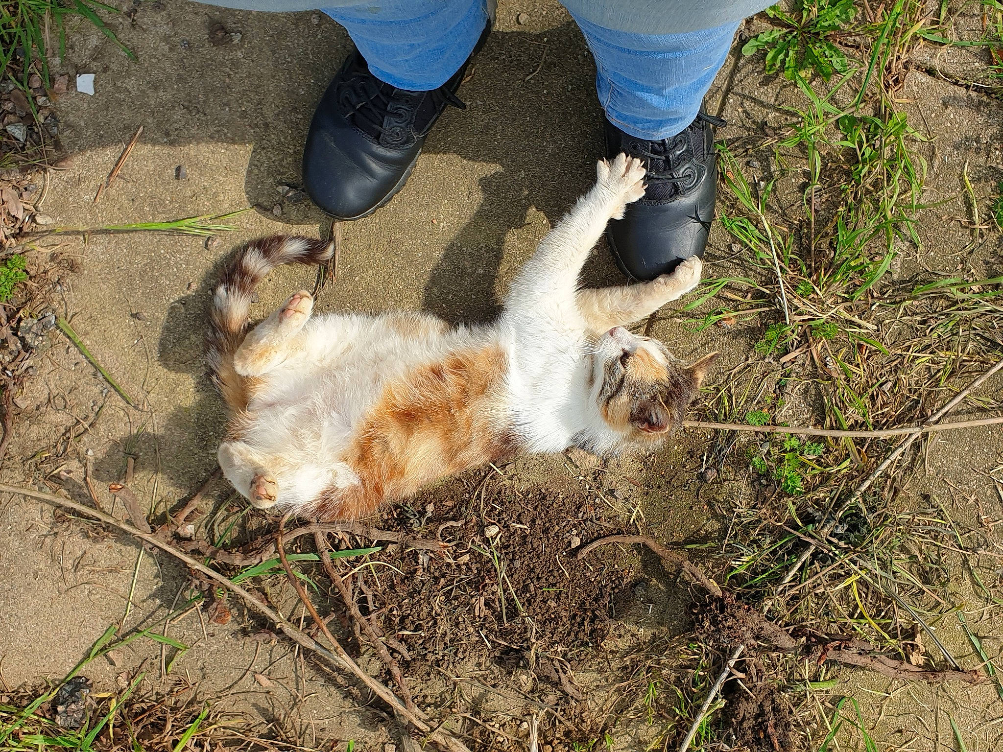 Cleopatre a rejoint le concours — aidez-le/la à gagner de superbes lots ! canidae, carnivore, companion_dog, dog_breed, fawn, felidae, foot, fur, grass, human_leg, jeans, leg, paw, people_in_nature, small_to_medium_sized_cats, soil, sporting_group, tail, terrestrial_animal, wildlife