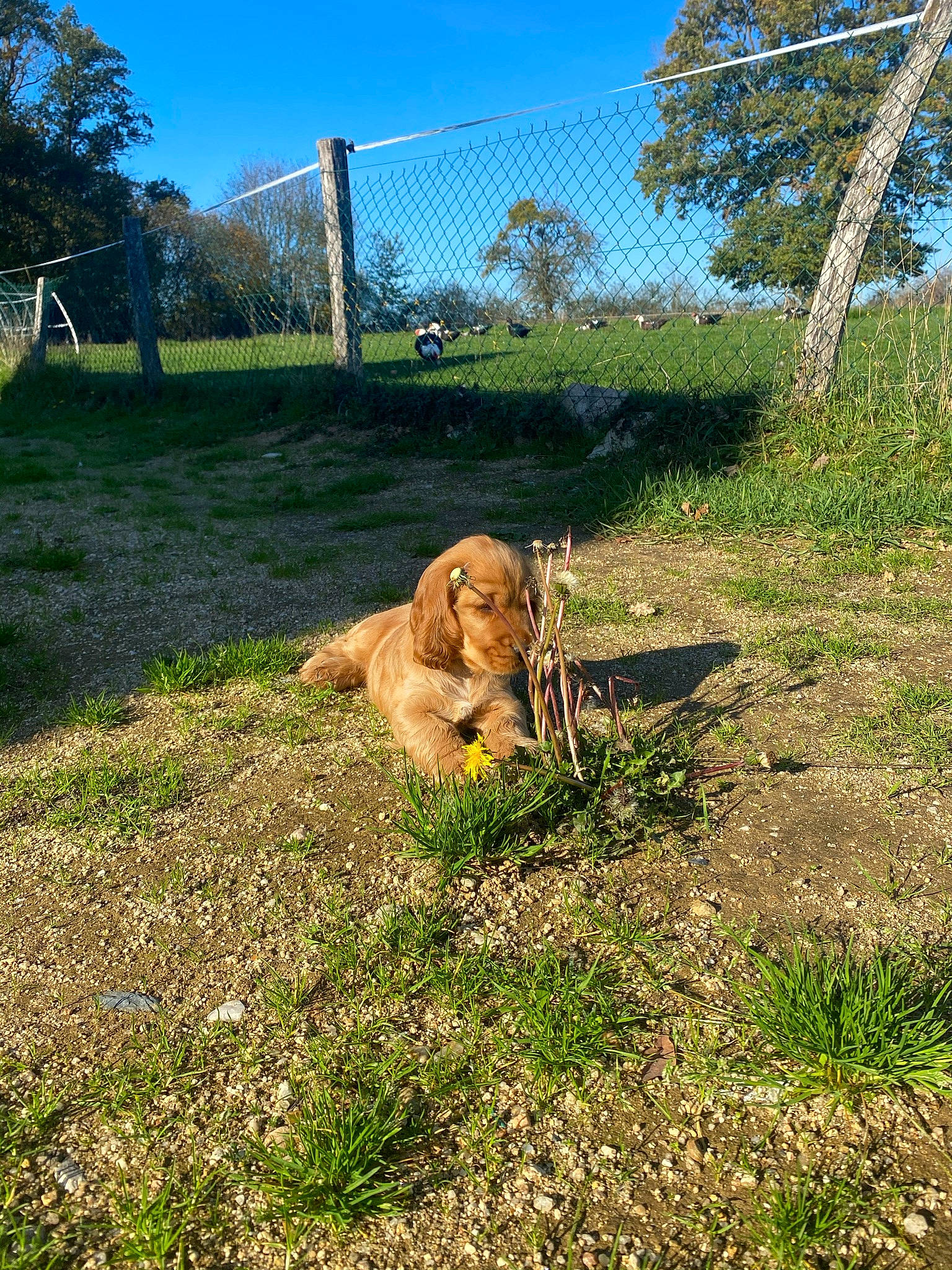 Rio a rejoint le concours — aidez-le/la à gagner de superbes lots ! big_cats, carnivore, companion_dog, dog_breed, fawn, felidae, fence, grass, grassland, land_lot, landscape, lion, masai_lion, plant, sky, soil, tail, terrestrial_animal, tree, wire_fencing