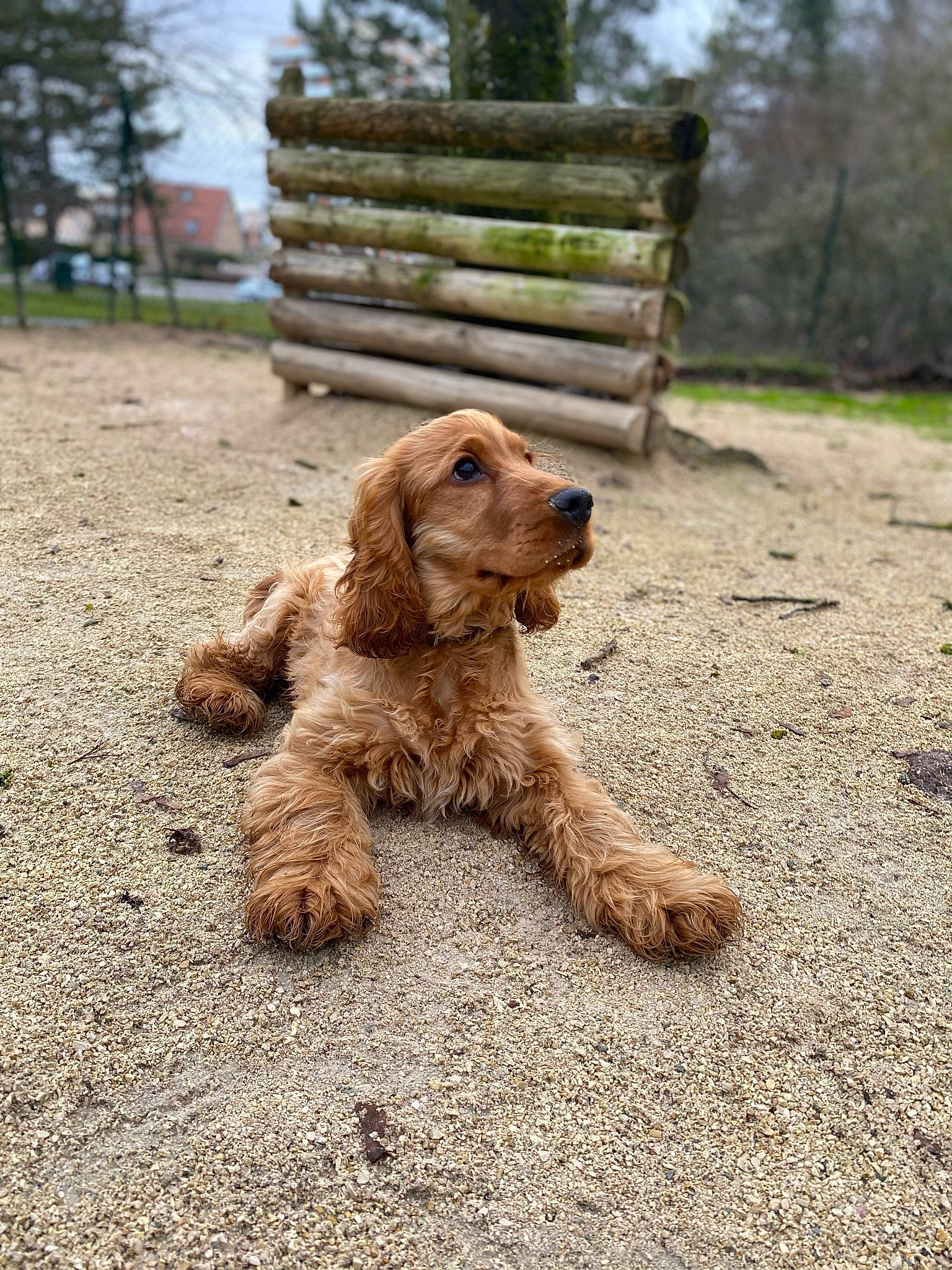 Rio a rejoint le concours — aidez-le/la à gagner de superbes lots ! canidae, carnivore, companion_dog, dog, dog_breed, fawn, hunting_dog, labradoodle, liver, plant, sky, snout, soil, sporting_group, terrier, tree, water_dog, wood, working_animal, working_terrier
