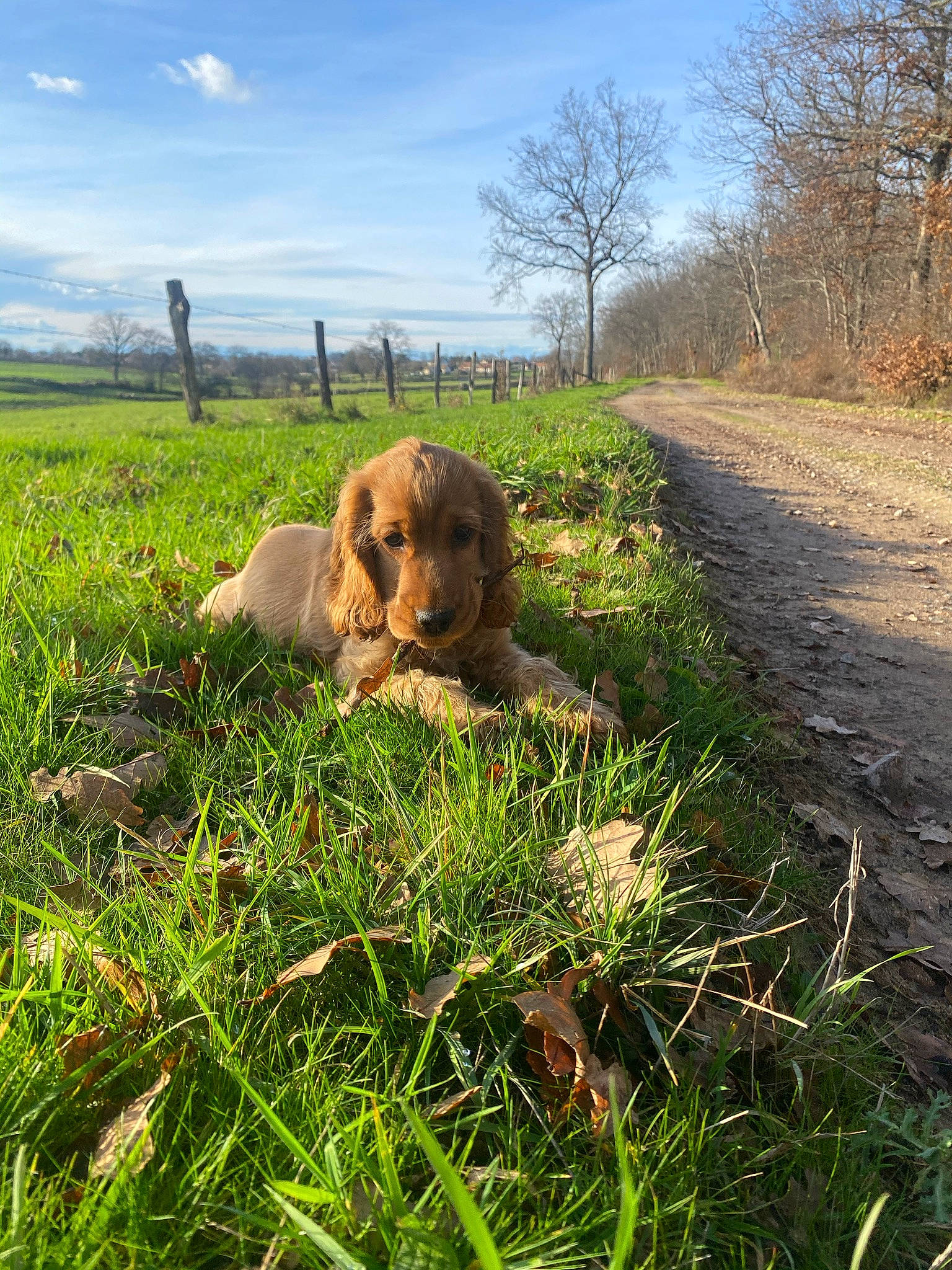 Rio participe au concours pour gagner de l'argent avec cette photo : carnivore, cloud, companion_dog, dog, dog_breed, ecoregion, fawn, grass, grassland, gun_dog, hat, landscape, liver, natural_landscape, plant, plant_community, sky, sun_hat, tree, working_animal
