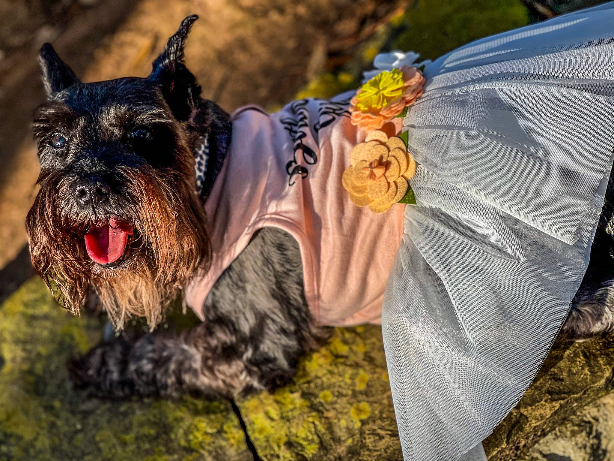 Olivia is registered to the contest to win money with this photo: canidae, carnivore, collar, companion_dog, dog, dog_breed, dog_clothes, dog_collar, dog_supply, pet_supply, schnauzer, small_terrier, snout, sporting_group, standard_schnauzer, terrier, tongue, toy_dog, vertebrate, working_animal