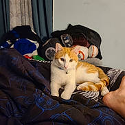 Dini joined the competition — help win amazing prizes! alert, bed, blanket, cat, clothes, collar, curious, domestic, droid, feline, foot, fur, indoor, lying_down, orange_and_white_cat, pet, pile, relaxed, room, star_wars