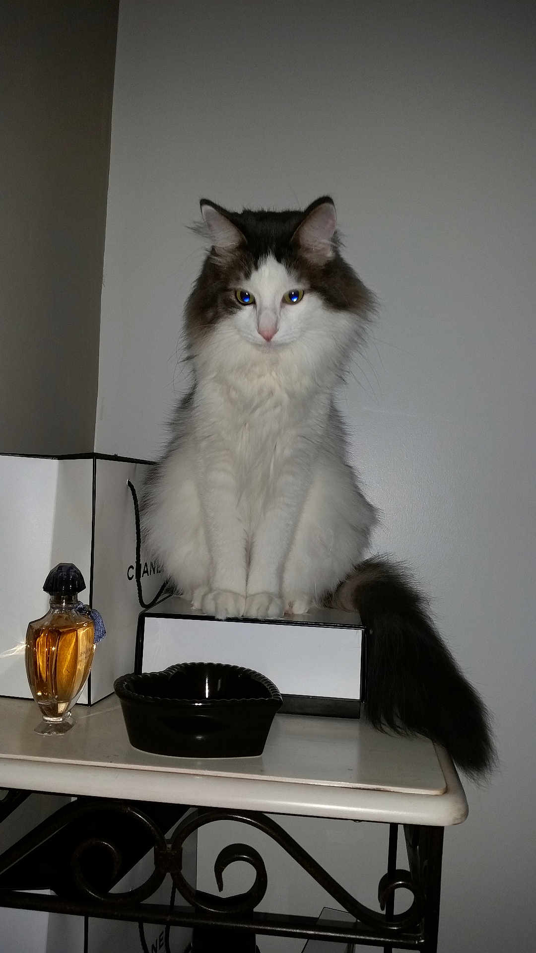 Noé a rejoint le concours — aidez-le/la à gagner de superbes lots ! cat, fluffy, white, gray, tail, table, box, perfume_bottle, black_dish, indoor, feline, pet, animal, sitting, calm, curious, still_life, household, portrait, furniture