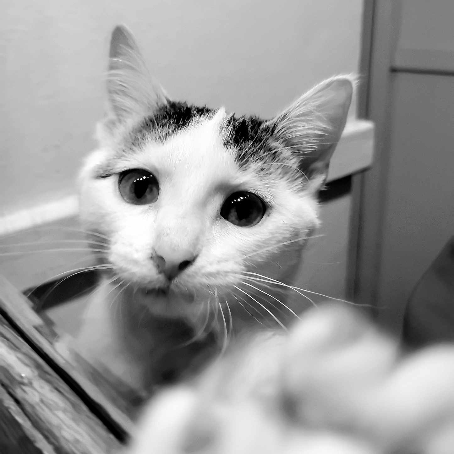 Handsomes is registered to the contest to win money with this photo: animal, black_and_white, blurred_foreground, cat, close_up, curious, domestic, ears, eye, face, feline, focus, indoor, nose, paw, pet, portrait, table, whiskers, wood
