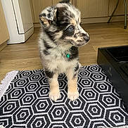 Onyx a rejoint le concours — aidez-le/la à gagner de superbes lots ! puppy, dog, blue_eyes, black_and_white, speckled_coat, small_dog, cute, floor_rug, patterned_rug, indoor, kitchen, wooden_floor, pet, collar_with_bell, standing, curious, adorable, young_dog, domestic_animal, fur