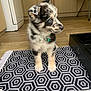 puppy, dog, blue_eyes, black_and_white, speckled_coat, small_dog, cute, floor_rug, patterned_rug, indoor, kitchen, wooden_floor, pet, collar_with_bell, standing, curious, adorable, young_dog, domestic_animal, fur