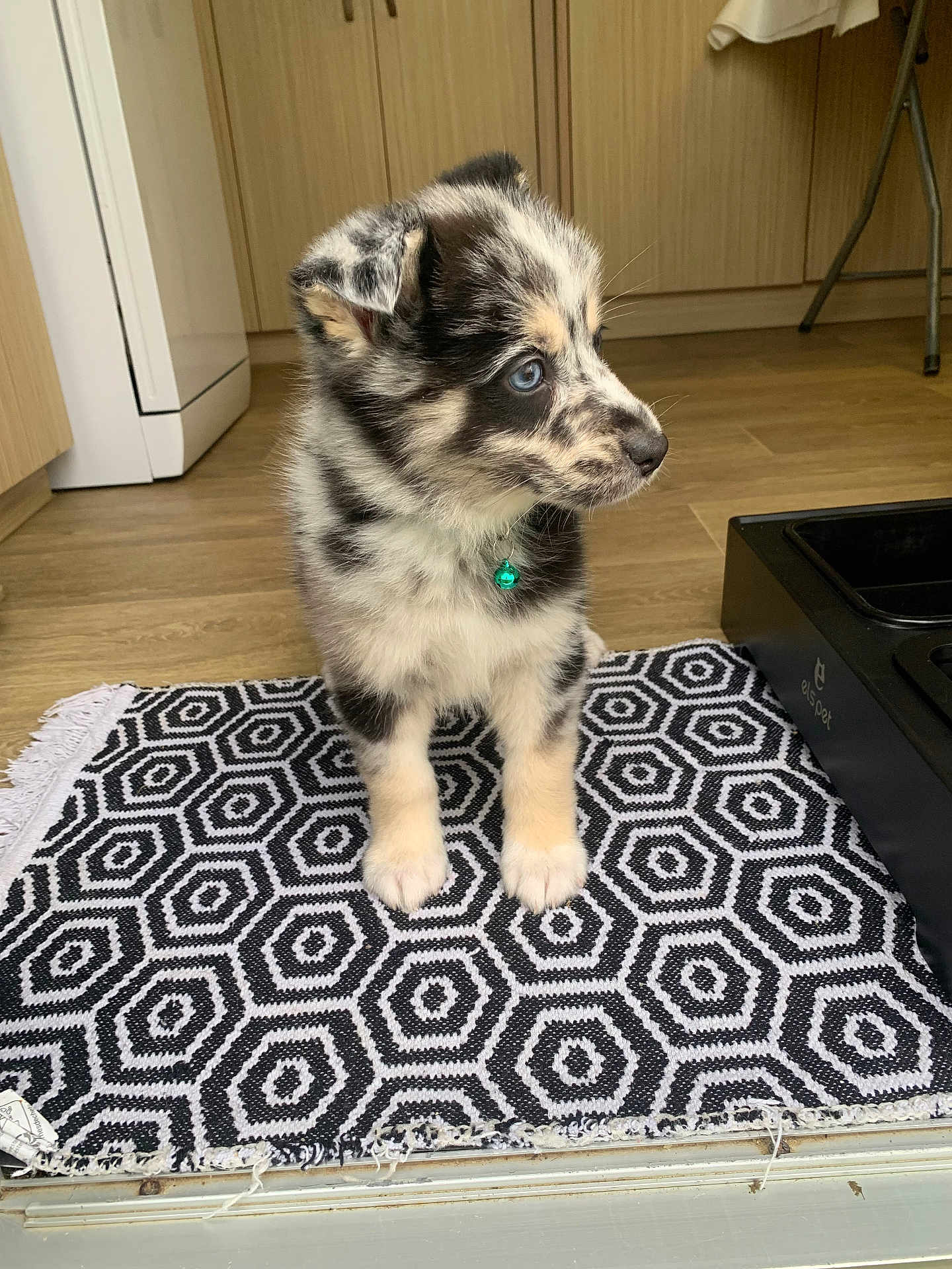 Onyx a rejoint le concours — aidez-le/la à gagner de superbes lots ! puppy, dog, blue_eyes, black_and_white, speckled_coat, small_dog, cute, floor_rug, patterned_rug, indoor, kitchen, wooden_floor, pet, collar_with_bell, standing, curious, adorable, young_dog, domestic_animal, fur