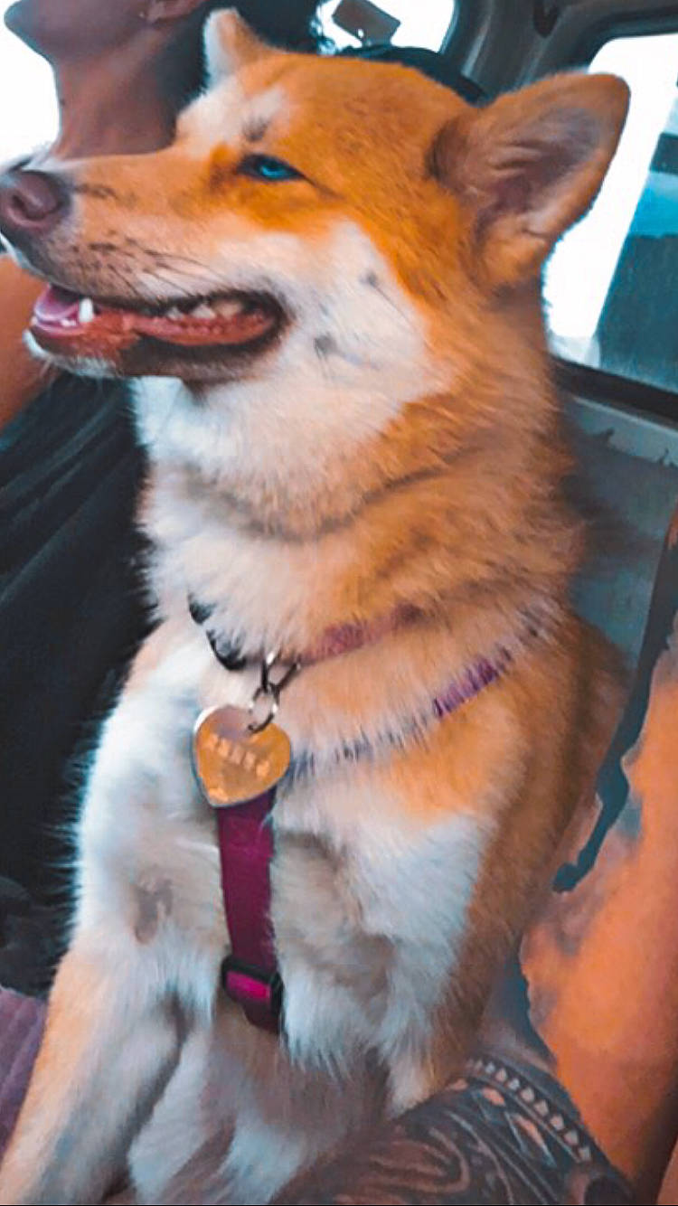 Topazee a rejoint le concours — aidez-le/la à gagner de superbes lots ! art, canidae, canis, carnivore, collar, companion_dog, dog, dog_breed, dog_supply, fang, fawn, fur, hood, snout, tail, terrestrial_animal, whiskers, wildlife, working_animal, working_dog