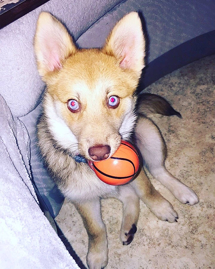 Topazee a rejoint le concours — aidez-le/la à gagner de superbes lots ! ancient_dog_breeds, canidae, carnivore, companion_dog, dog, dog_breed, dog_supply, fawn, fur, non_sporting_group, paw, snout, spitz, sporting_group, tail, terrestrial_animal, toy_dog, whiskers, working_animal