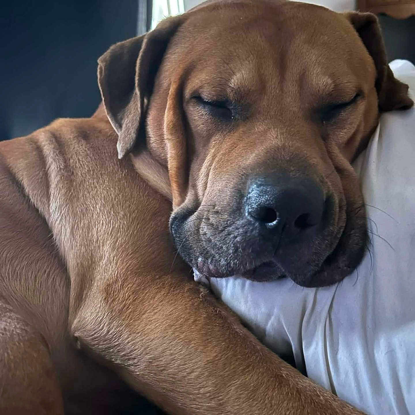 Toto joined the competition — help win amazing prizes! dog, sleeping, brown, closeup, pet, rest, indoor, pillow, fur, muzzle, ear, relaxation, comfort, cute, animal, napping, peaceful, face, portrait, domestic