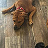 dog, brown_dog, collar, red_collar, lying_down, wooden_floor, flooring, sandals, black_sandals, pet, animal, indoor, relaxed, resting, canine, domestic_animal, floor, companion, paw, sleepy