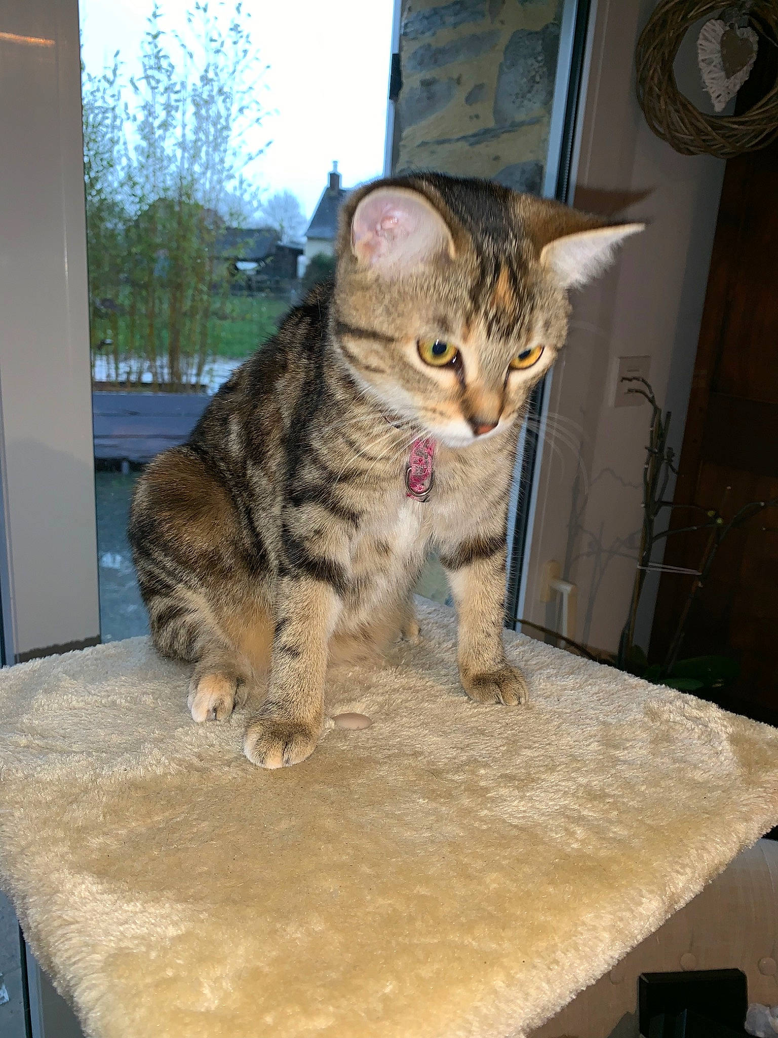 Fripouille participe au concours pour gagner de l'argent avec cette photo : aegean_cat, american_shorthair, asian, australian_mist, bengal, california_spangled, carnivore, cat, domestic_short_haired_cat, dragon_li, european_shorthair, felidae, kitten, mammal, ocicat, pixie_bob, small_to_medium_sized_cats, sokoke, tabby_cat, whiskers