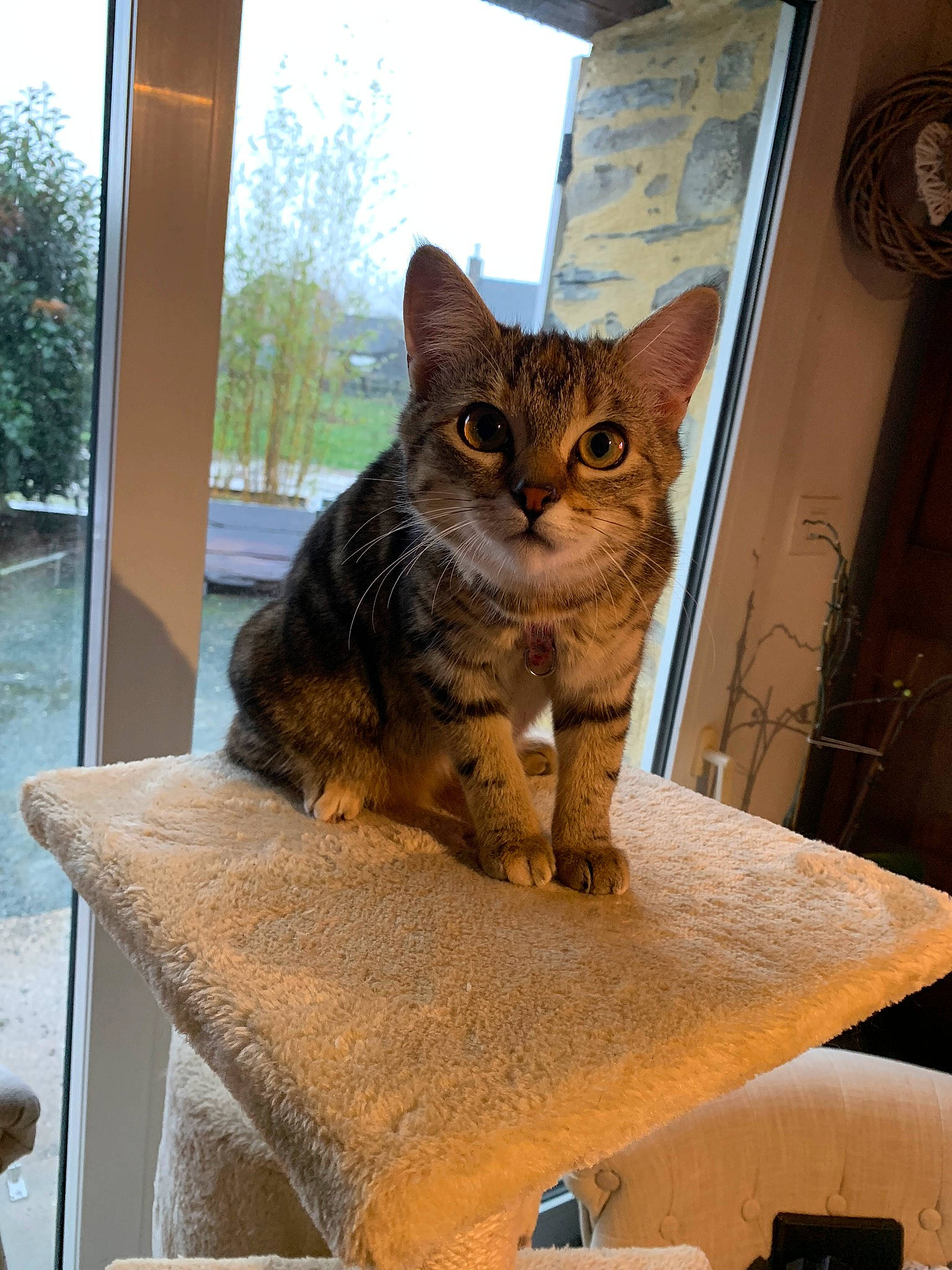 Fripouille participe au concours pour gagner de l'argent avec cette photo : aegean_cat, asian, carnivore, cat, domestic_short_haired_cat, dragon_li, european_shorthair, fawn, felidae, german_rex, mammal, ocicat, small_to_medium_sized_cats, somali, tabby_cat, whiskers