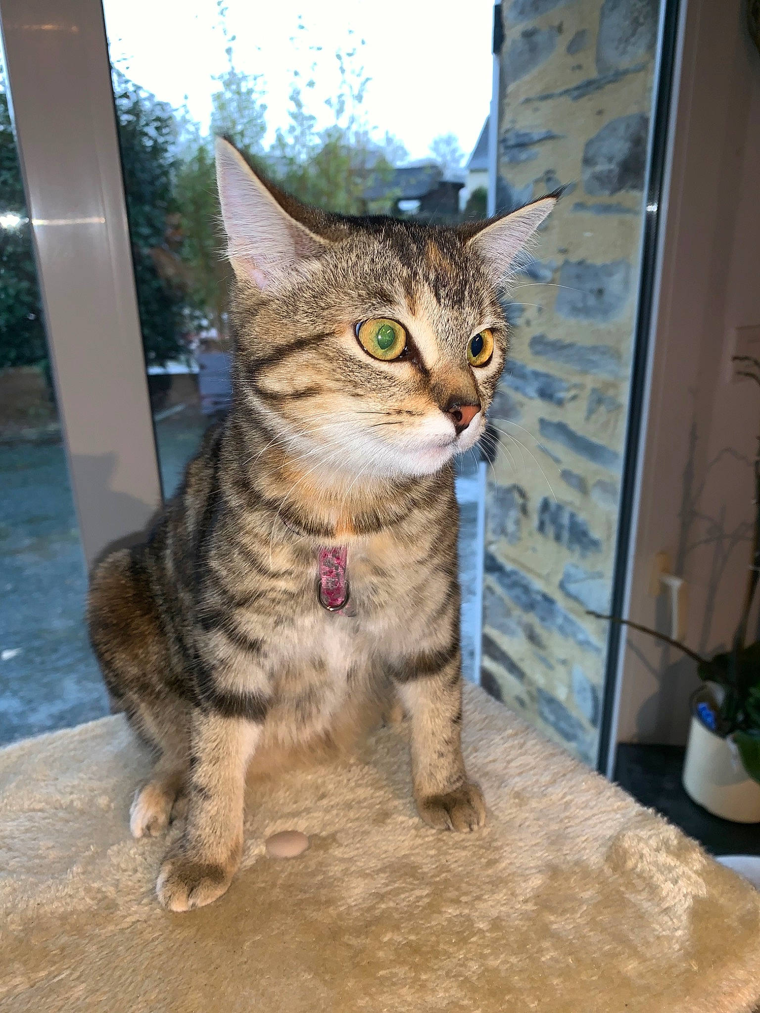 Fripouille a rejoint le concours — aidez-le/la à gagner de superbes lots ! aegean_cat, american_shorthair, asian, california_spangled, carnivore, cat, domestic_short_haired_cat, dragon_li, egyptian_mau, european_shorthair, felidae, kitten, mammal, pixie_bob, small_to_medium_sized_cats, snout, tabby_cat, vertebrate, whiskers, wild_cat