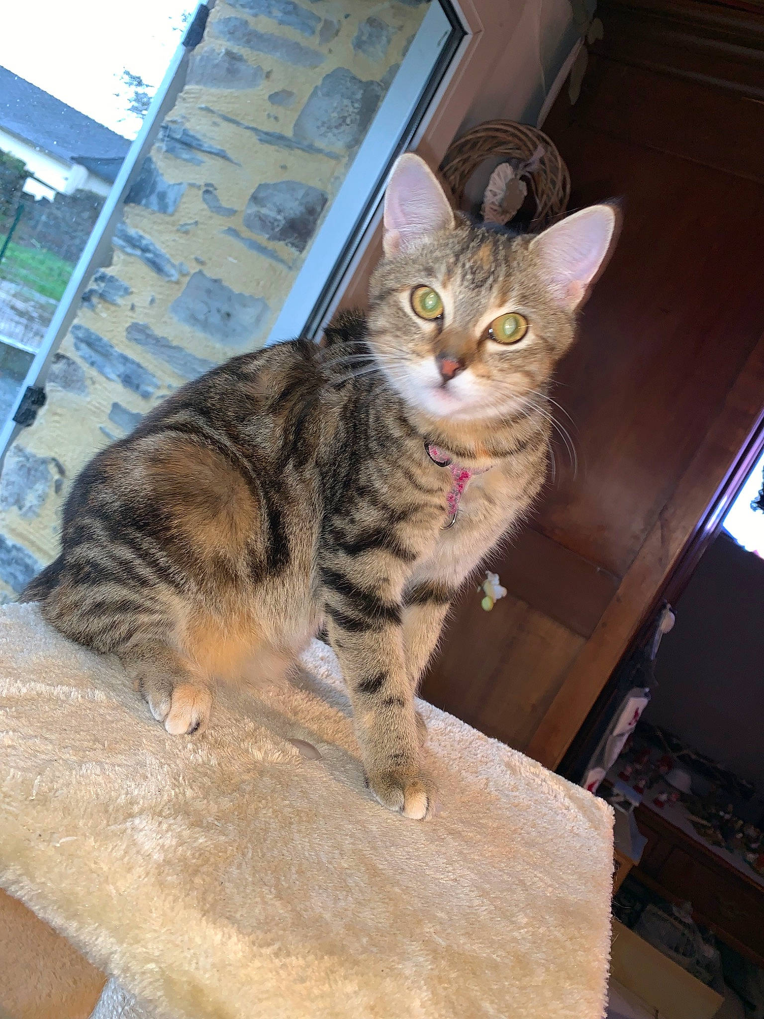 Fripouille a rejoint le concours — aidez-le/la à gagner de superbes lots ! aegean_cat, american_shorthair, asian, california_spangled, carnivore, cat, domestic_short_haired_cat, dragon_li, european_shorthair, felidae, kitten, kurilian_bobtail, maine_coon, mammal, ocicat, small_to_medium_sized_cats, sokoke, tabby_cat, whiskers, wild_cat