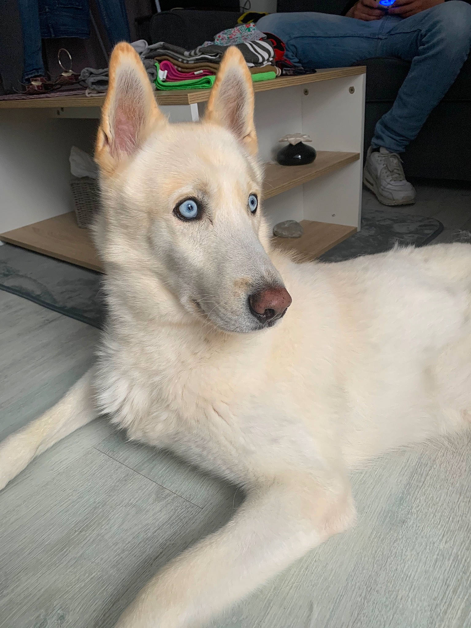 Maïko participe au concours pour gagner de l'argent avec cette photo : berger_blanc_suisse, canaan_dog, canidae, carnivore, czechoslovakian_wolfdog, dog, dog_breed, indian_spitz, korean_jindo_dog, labrador_husky, mammal, northern_inuit_dog, norwegian_buhund, rare_breed_dog, saarloos_wolfdog, siberian_husky, tamaskan_dog, vertebrate, white_shepherd, wolfdog