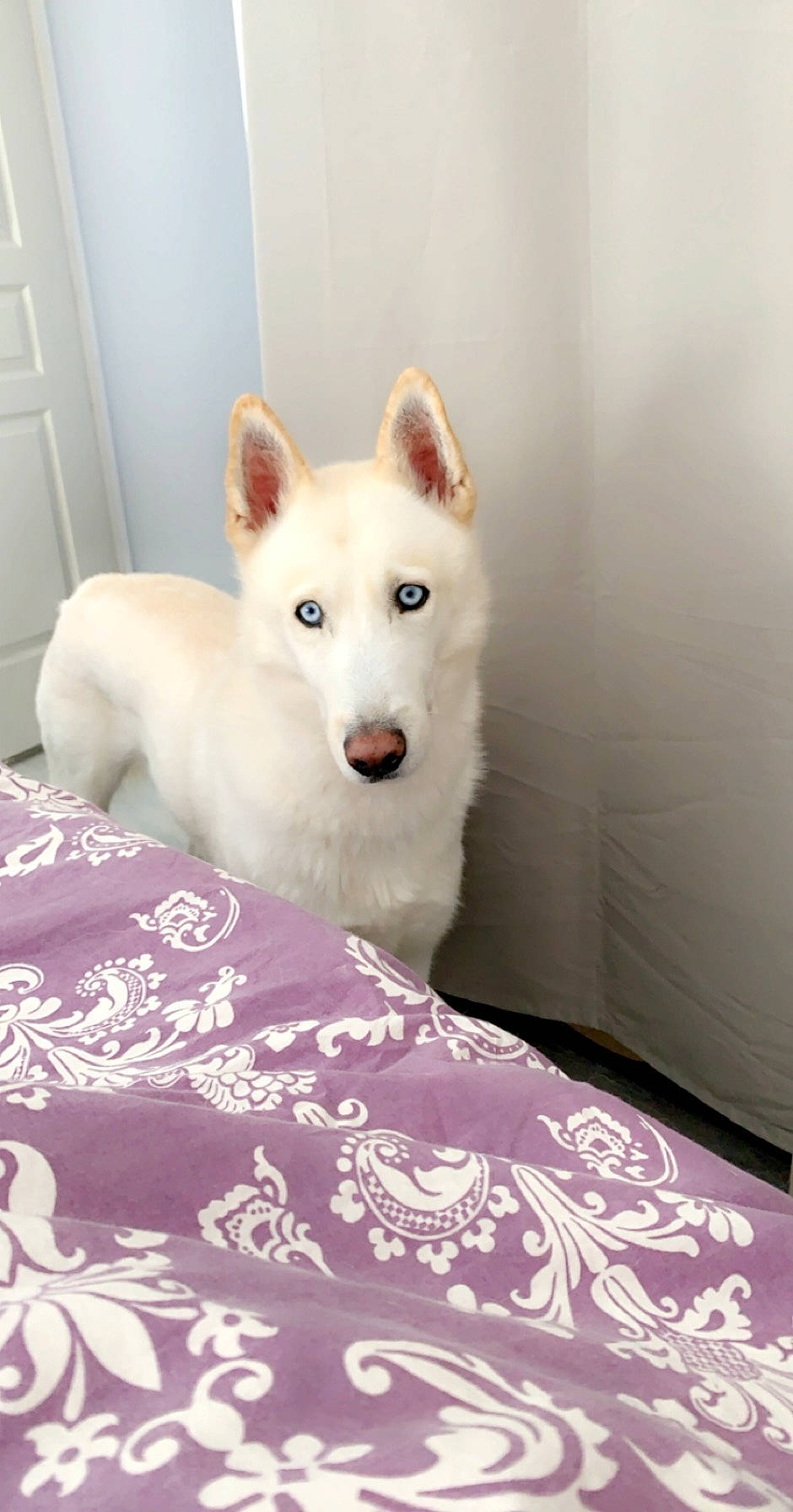 Maïko participe au concours pour gagner de l'argent avec cette photo : berger_blanc_suisse, canaan_dog, canadian_eskimo_dog, canidae, carnivore, companion_dog, dog, dog_breed, indian_spitz, kishu, korean_jindo_dog, labrador_husky, mammal, non_sporting_group, norwegian_buhund, rare_breed_dog, siberian_husky, vertebrate, white_shepherd, wolfdog