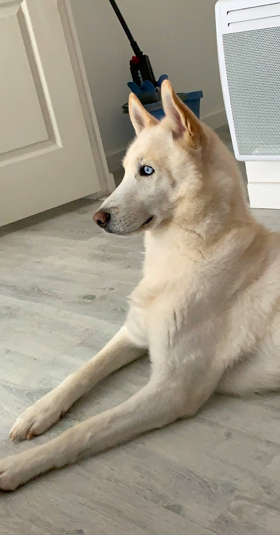 Maïko a rejoint le concours — aidez-le/la à gagner de superbes lots ! ancient_dog_breeds, berger_blanc_suisse, canaan_dog, canidae, carnivore, dog, dog_breed, indian_spitz, kishu, korean_jindo_dog, labrador_husky, mammal, norwegian_buhund, rare_breed_dog, siberian_husky, snout, tamaskan_dog, vertebrate, white_shepherd, wolfdog