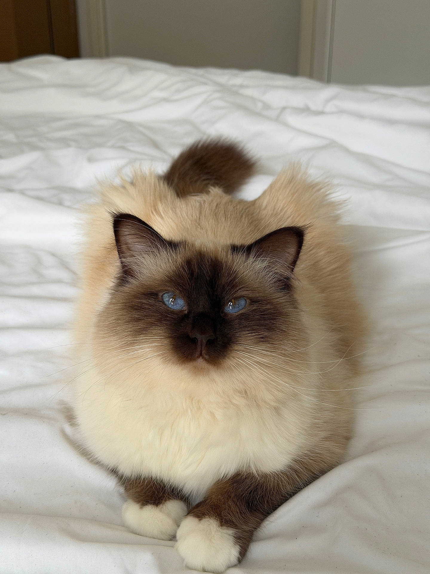 Vador a rejoint le concours — aidez-le/la à gagner de superbes lots ! animal, bed, blue_eyes, cat, cozy, cute, domestic, feline, fluffy, fur, indoor, paw, pet, portrait, ragdoll, relaxed, resting, soft, whiskers, white_bedspread