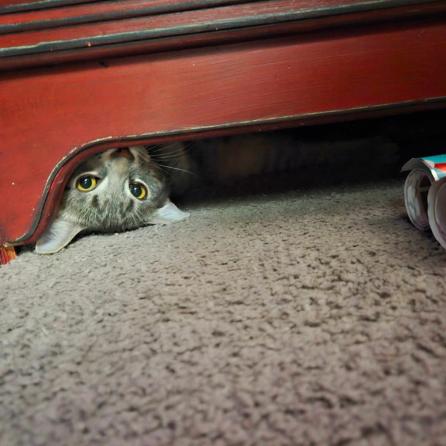 Ryder is registered to the contest to win money with this photo: abyssinian, alloywheel, animal, canine, car, carwheel, cat, hardwood, kitten, machine, manx, pet, plywood, shelf, spoke, tire, transportation, vehicle, wheel, wood