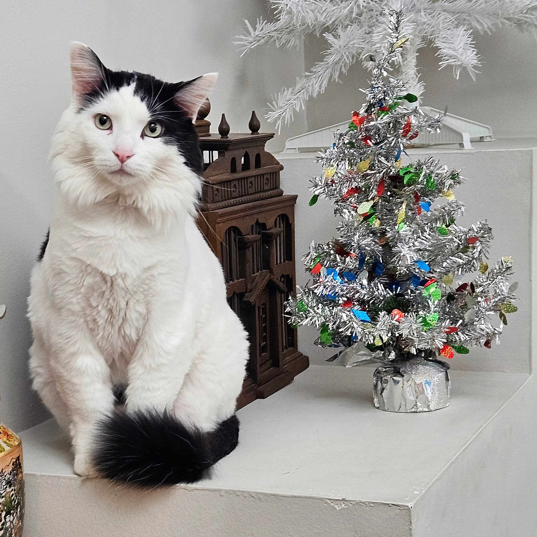 Rufus