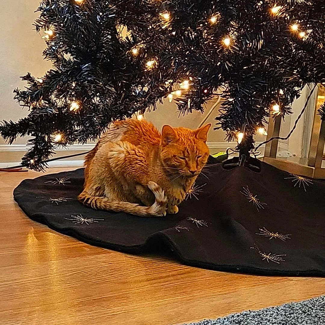Chester