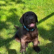 Barth participe au concours pour gagner de l'argent avec cette photo : adorable, animal, canine, chocolate_labrador, collar, cute, daylight, dog, grass, greenery, happy, nature, outdoor, pet, playful, puppy, sitting, summer, sunlight, young