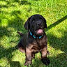 adorable, animal, canine, chocolate_labrador, collar, cute, daylight, dog, grass, greenery, happy, nature, outdoor, pet, playful, puppy, sitting, summer, sunlight, young