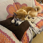 Onizuka a rejoint le concours — aidez-le/la à gagner de superbes lots ! dog, couch, pillow, indoor, resting, relaxed, brown, white, patterned_throw, fur, pet, animal, living_room, cozy, sleepy, home, comfort, canine, furniture, quiet