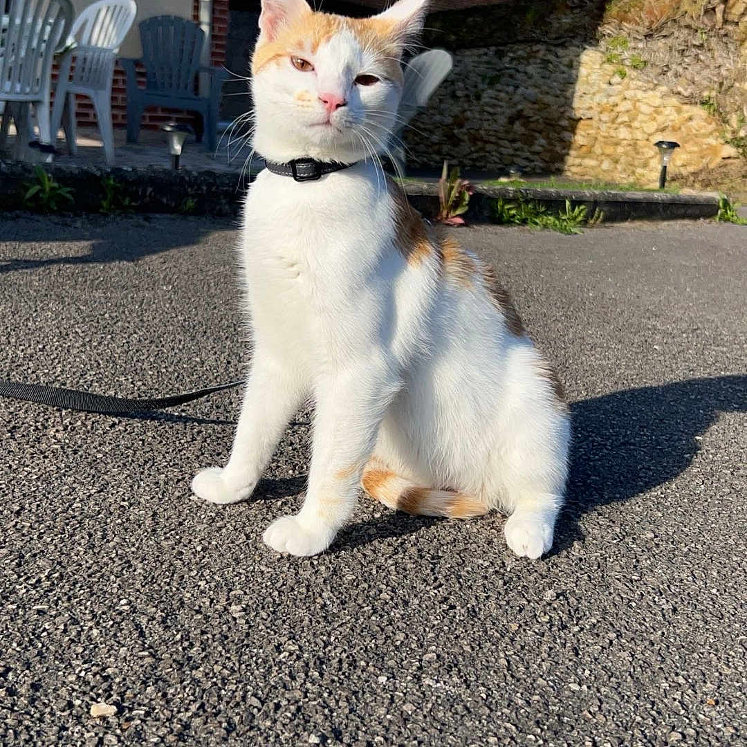 Loki participe au concours pour gagner de l'argent avec cette photo : alley, animal, architecture, brick, building, cat, chair, city, furniture, grass, kitten, manx, outdoors, pet, road, shelter, soil, street, tarmac, urban