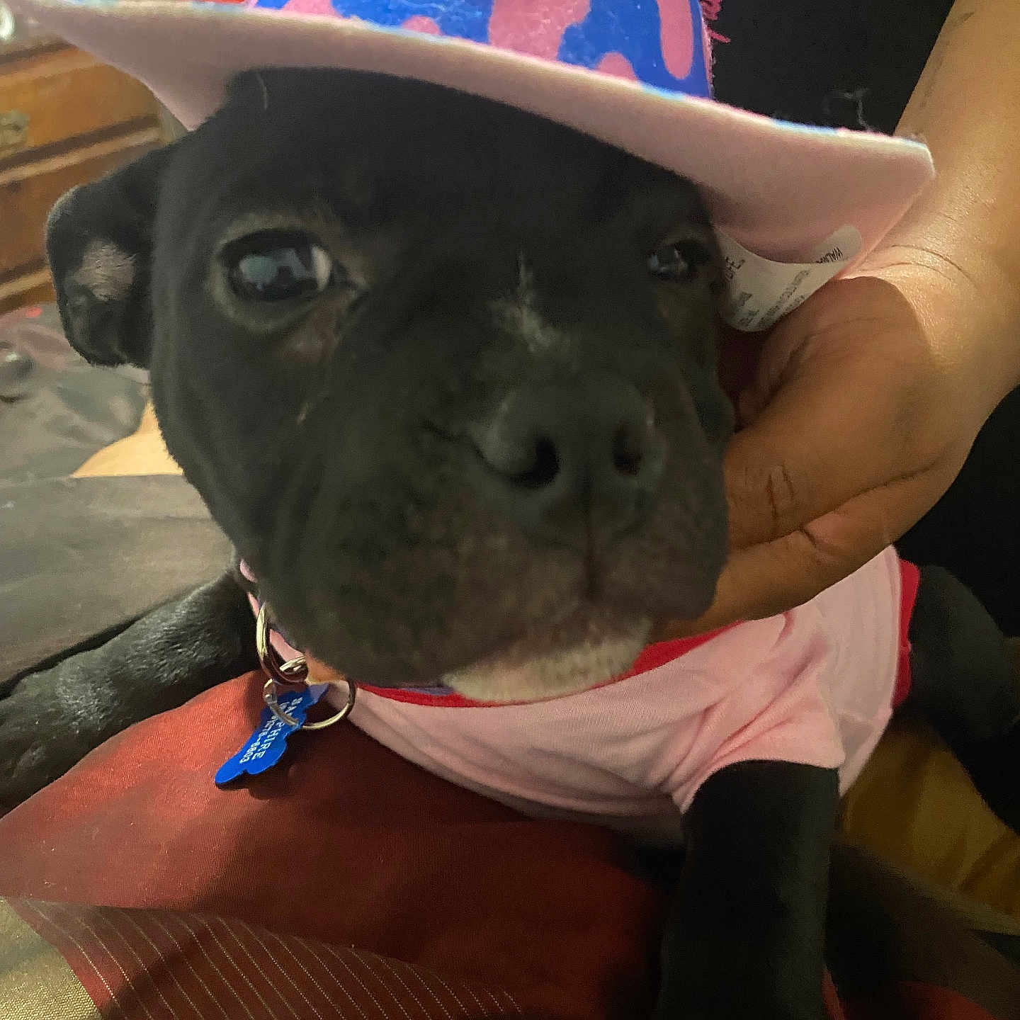 Dia is registered to the contest to win money with this photo: animal, baseballcap, boxer, bulldog, canine, cap, clothing, dog, face, frenchbulldog, hat, head, hound, person, pet, photography, portrait, puppy, purple, sunhat