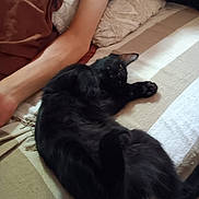 Baguera a rejoint le concours — aidez-le/la à gagner de superbes lots ! black_cat, cat, fluffy, feline, pet, animal, lying_down, relaxed, stretching, paw, whiskers, eyes, bed, blanket, pillow, bedroom, human_arm, indoor, cozy, portrait
