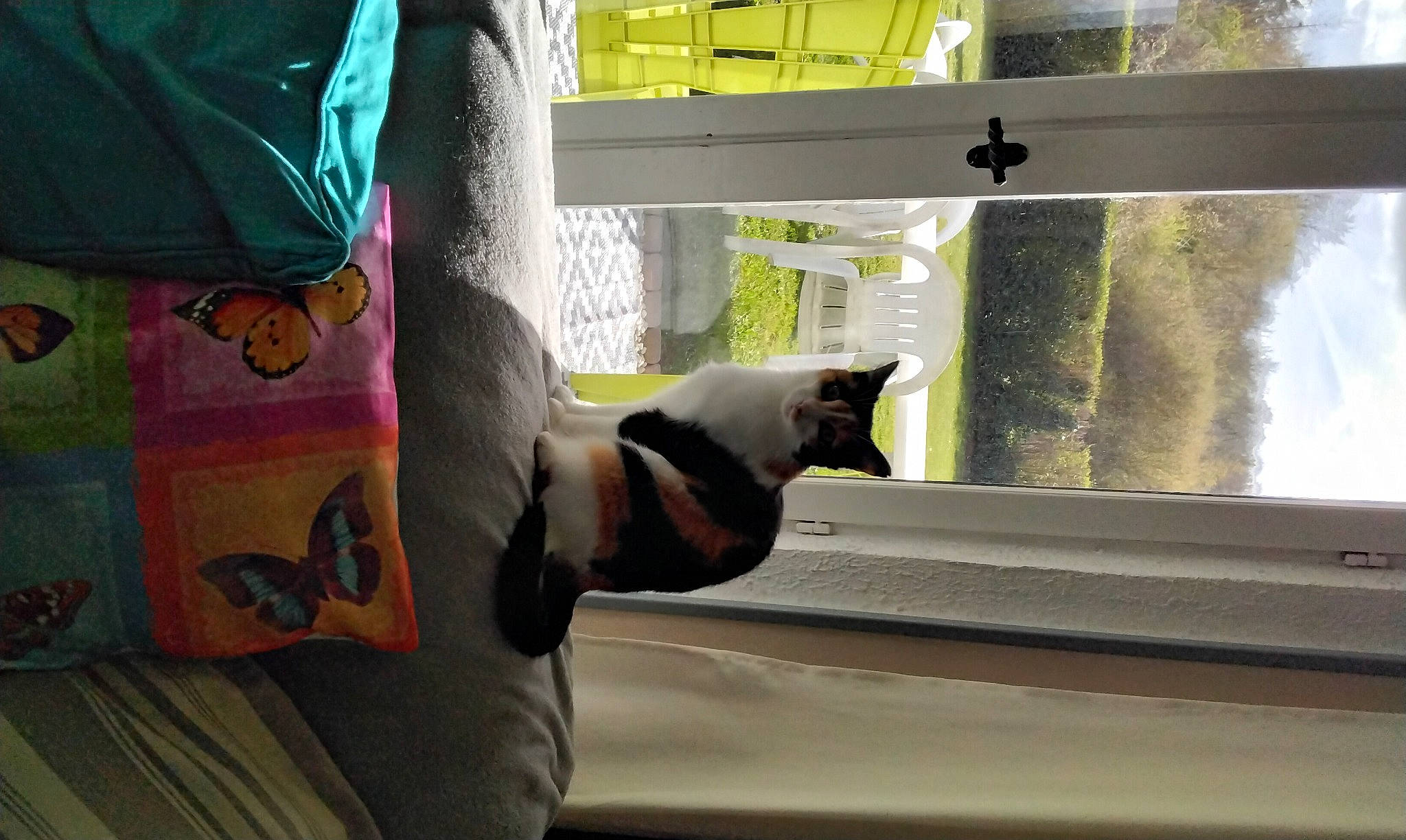 Nina a rejoint le concours — aidez-le/la à gagner de superbes lots ! carnivore, comfort, design, felidae, glass, linens, mammal, room, shade, sleeve, small_to_medium_sized_cats, t_shirt, textile, tints_and_shades, tree, vehicle_door, vertebrate, visual_arts, window, wood