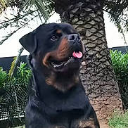 Nerone participe au concours pour gagner de l'argent avec cette photo : rottweiler, dog, outdoor, tongue_out, black_coat, tan_markings, tree, palm_tree, grass, fence, plants, pet, animal, canine, nature, portrait, sitting, closeup, daylight, friendly