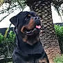 rottweiler, dog, outdoor, tongue_out, black_coat, tan_markings, tree, palm_tree, grass, fence, plants, pet, animal, canine, nature, portrait, sitting, closeup, daylight, friendly