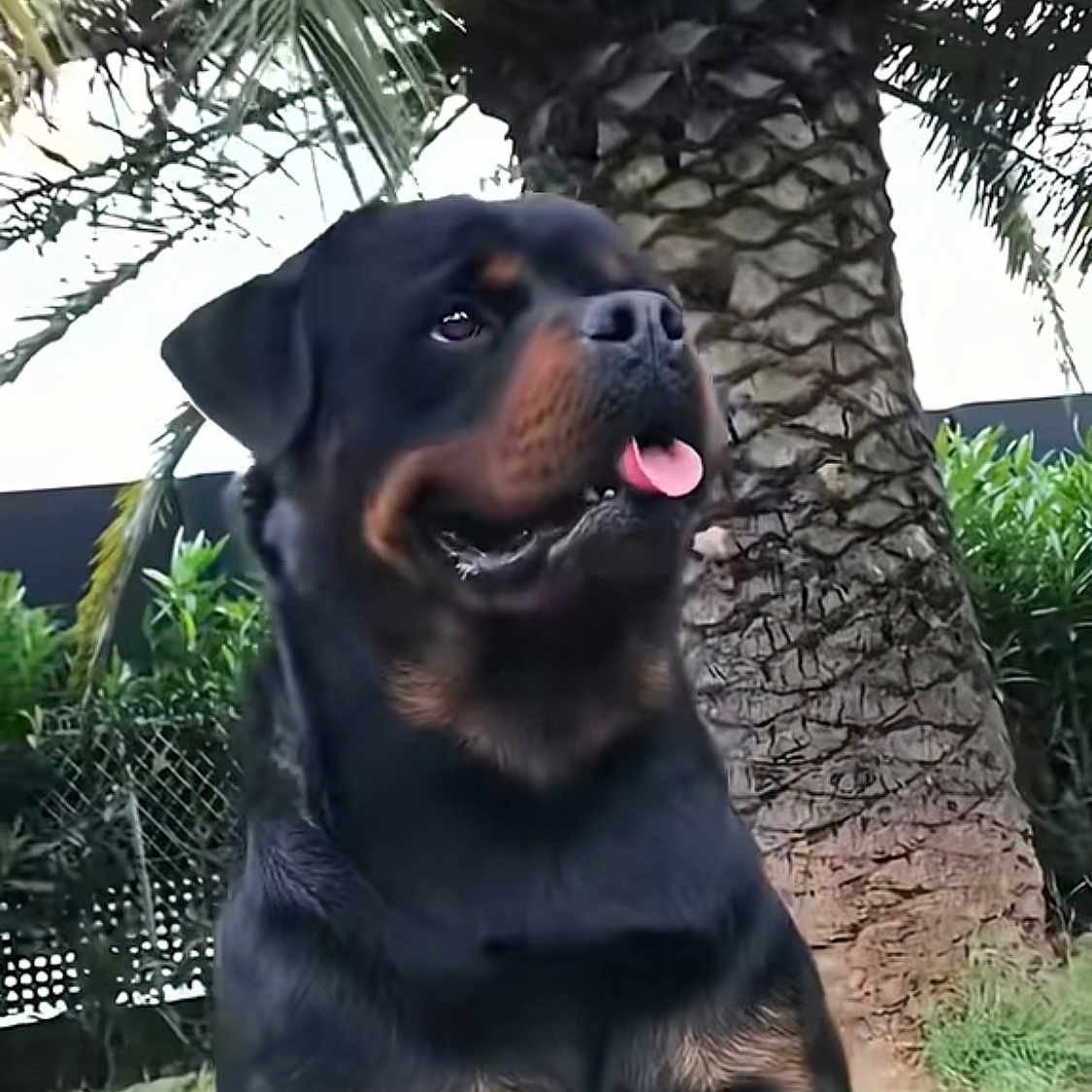 Nerone participe au concours pour gagner de l'argent avec cette photo : animal, black_coat, canine, closeup, daylight, dog, fence, friendly, grass, nature, outdoor, palm_tree, pet, plants, portrait, rottweiler, sitting, tan_markings, tongue_out, tree