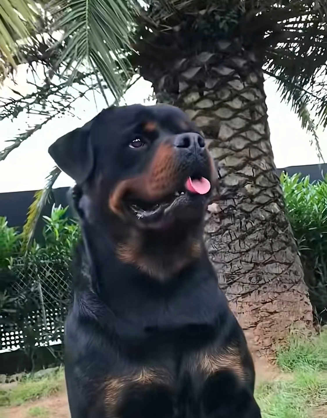 Nerone participe au concours pour gagner de l'argent avec cette photo : rottweiler, dog, outdoor, tongue_out, black_coat, tan_markings, tree, palm_tree, grass, fence, plants, pet, animal, canine, nature, portrait, sitting, closeup, daylight, friendly