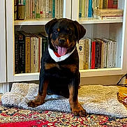 Nerone a rejoint le concours — aidez-le/la à gagner de superbes lots ! rottweiler, puppy, dog, pet, indoor, carpet, bookshelf, books, mat, tongue_out, collar, floor, home, cute, happy, animal, fur, mammal, sitting, playful