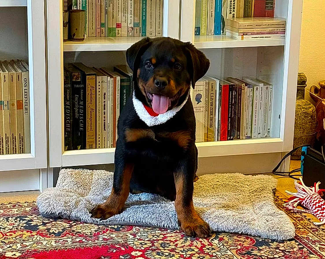 Nerone a rejoint le concours — aidez-le/la à gagner de superbes lots ! rottweiler, puppy, dog, pet, indoor, carpet, bookshelf, books, mat, tongue_out, collar, floor, home, cute, happy, animal, fur, mammal, sitting, playful