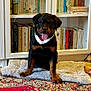 Nerone participe au concours pour gagner de l'argent avec cette photo : rottweiler, puppy, dog, pet, indoor, carpet, bookshelf, books, mat, tongue_out, collar, floor, home, cute, happy, animal, fur, mammal, sitting, playful