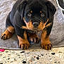 puppy, rottweiler, dog, pet, animal, cute, towel, floor, terrazzo, indoor, looking_up, black_and_tan, young, chubby, paws, ears, fur, face, sitting, adorable