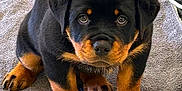 Nerone a rejoint le concours — aidez-le/la à gagner de superbes lots ! puppy, rottweiler, dog, cute, black, brown, fur, paws, towel, indoor, pet, animal, looking, sitting, floor, adorable, young, portrait, closeup, canine