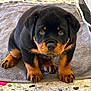 puppy, rottweiler, dog, cute, black, brown, fur, paws, towel, indoor, pet, animal, looking, sitting, floor, adorable, young, portrait, closeup, canine