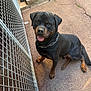 dog, rottweiler, pet, canine, outdoor, sitting, metal_gate, fence, leash, collar, tongue_out, happy, black_and_brown, paw, concrete, sunlight, animal, friendly, looking_up, companion