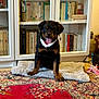 rottweiler, puppy, dog, sitting, tongue_out, collar, mat, carpet, bookshelf, books, indoor, pet, animal, cute, playful, fur, black_and_tan, home, floor, decor