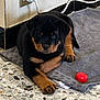 puppy, rottweiler, dog, towel, floor, terrazzo, black, brown, paw, cute, indoor, pet, animal, resting, young, canine, tile, wall, socket, red_cap