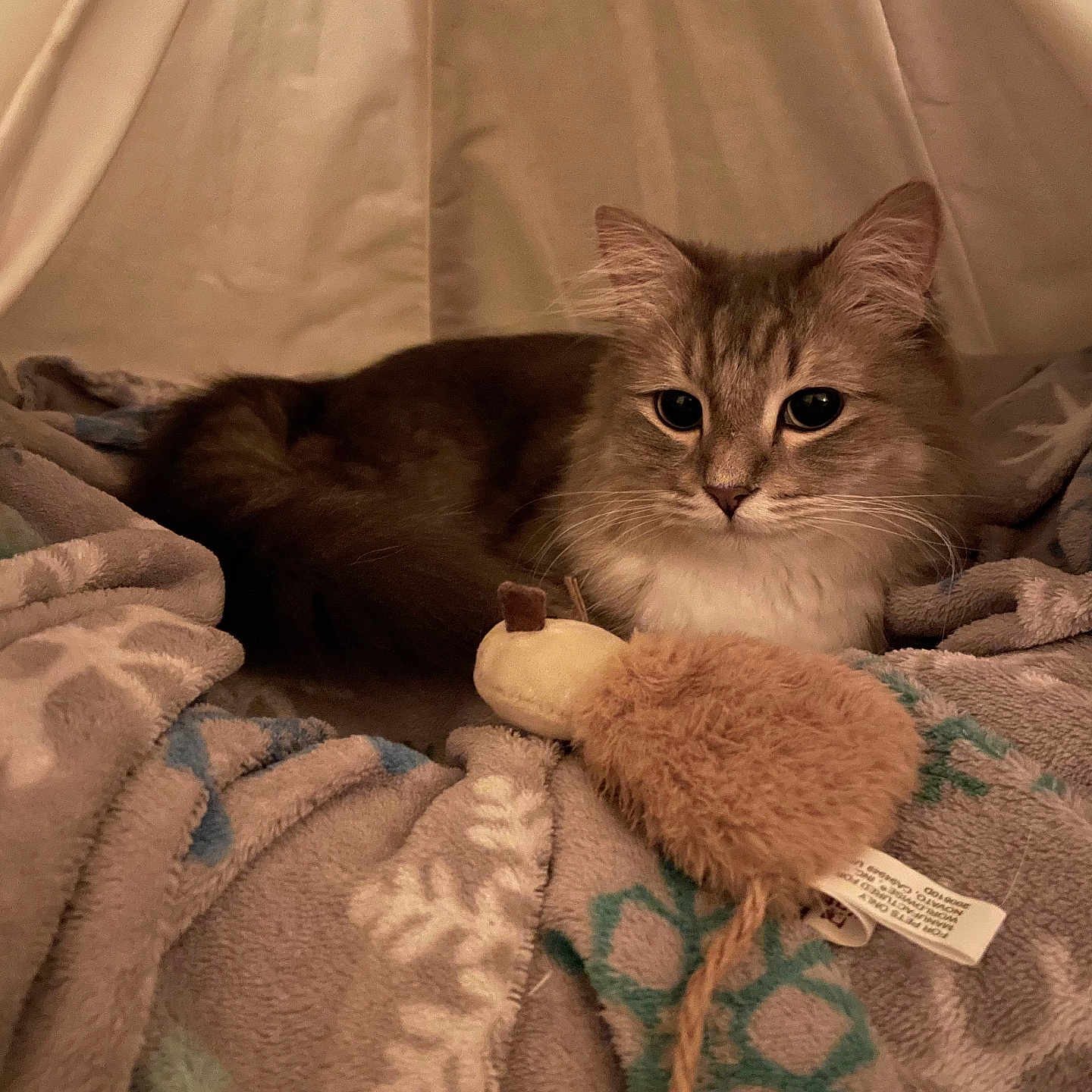 Mister joined the competition — help win amazing prizes! abyssinian, angora, animal, bed, blanket, cat, couch, furniture, homedecor, indoors, kitten, linen, manx, pet, plush, quilt, siamese, towel, toy, wood